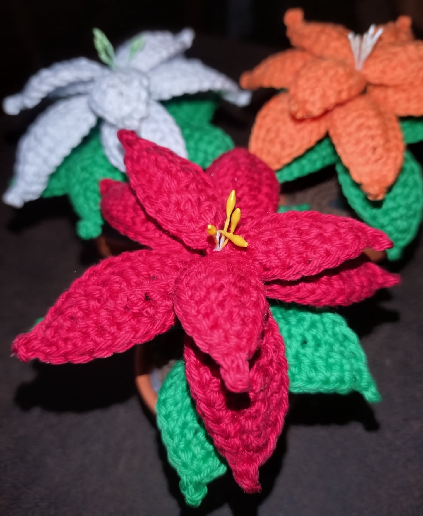 Mini poinsettia éternel (10cm)