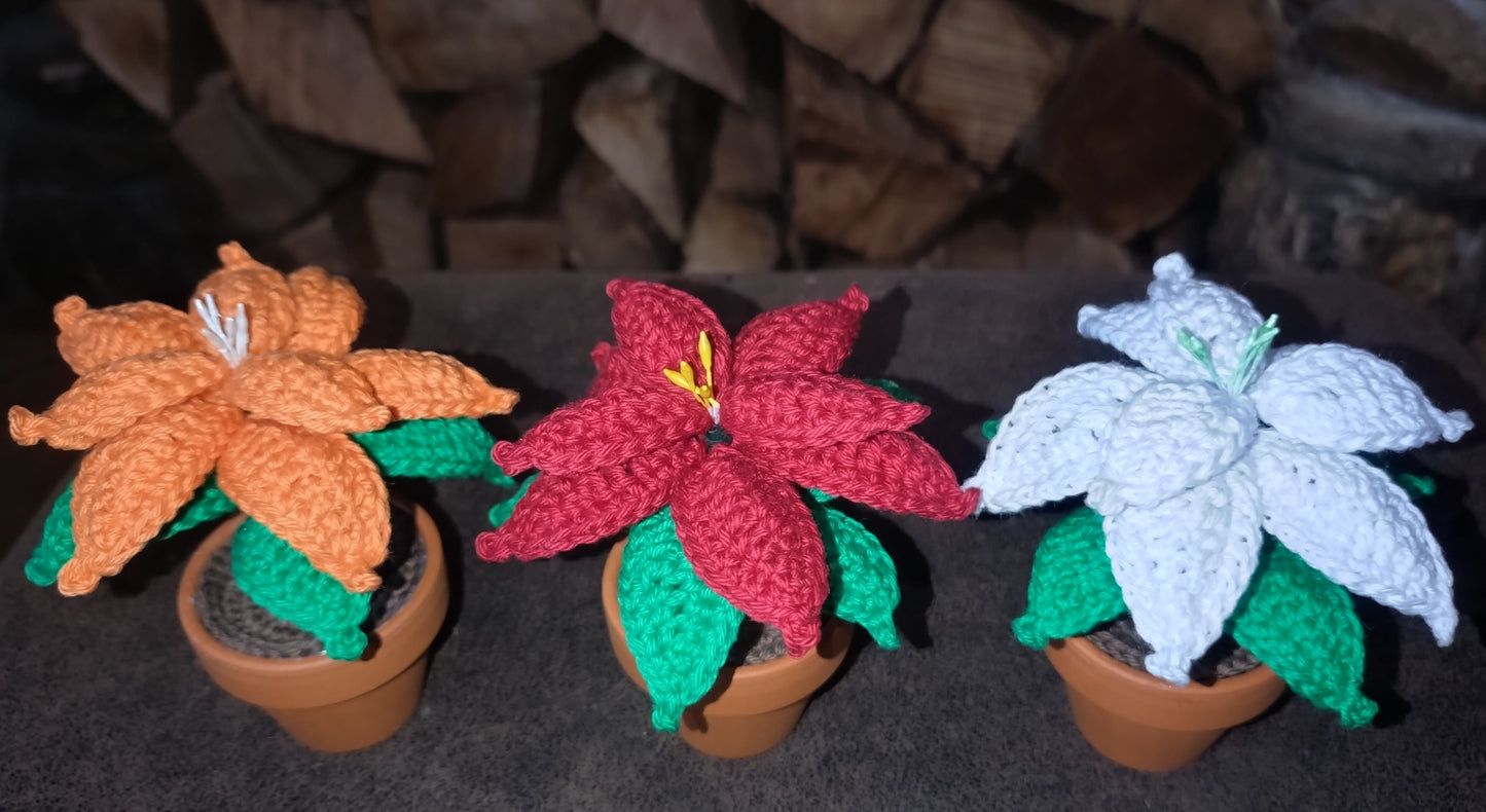 Mini poinsettia éternel (10cm)