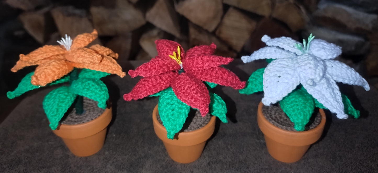 Mini poinsettia éternel (10cm)