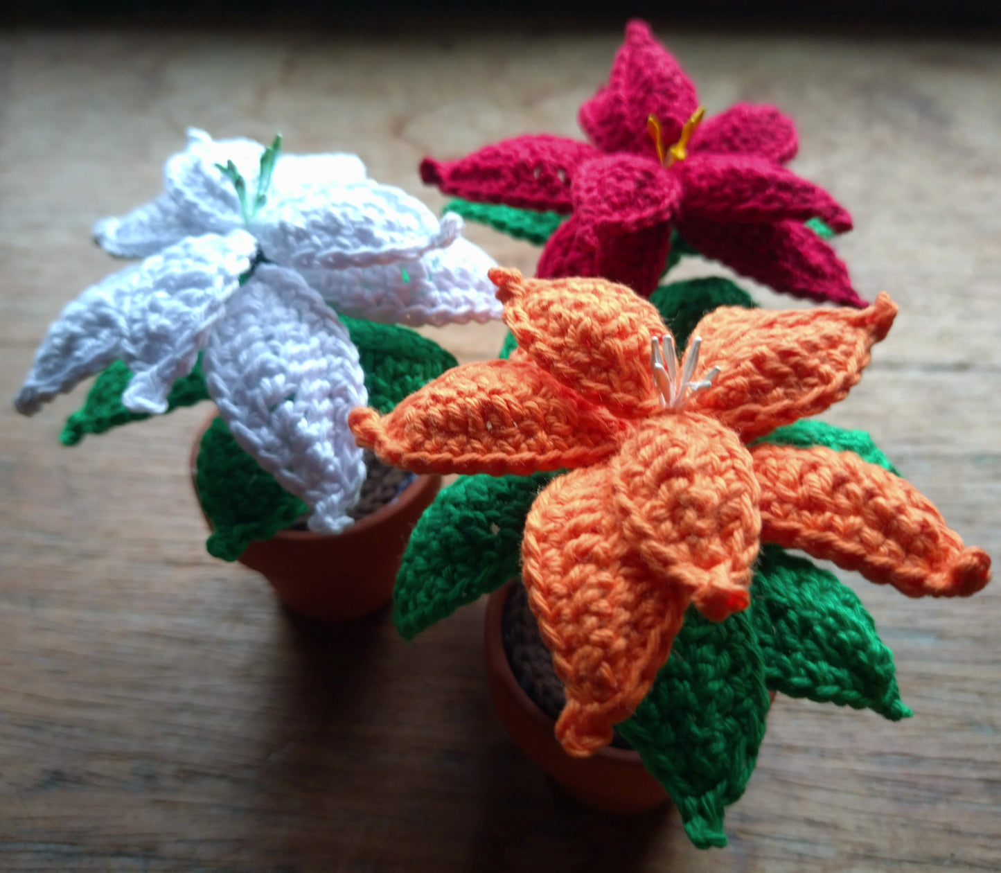 Mini poinsettia éternel (10cm)